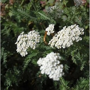 Nahaufnahme der weißen Blütenstände der Schafgarbe Schneetaler (Achillea millefolium) im Garten.
