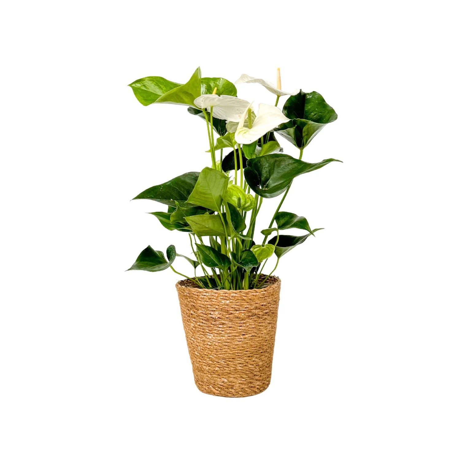Plant In A Box Flamingoblume Inkl. Dekorativer Korb Anthurium 'Alaska White' Höhe 55cm Ø17 Weiß