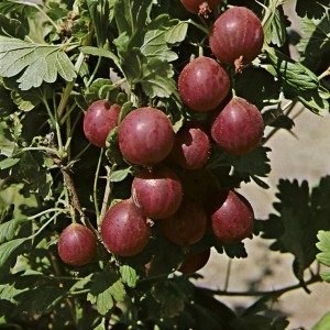 Rote Stachelbeeren der Sorte Hinnonmäki am Strauch mit grünen Blättern.
