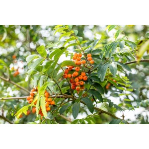 Säulen-Eberesche Sorbus Aucuparia Fastigiata mit orangefarbenen Beeren und grünen Blättern.