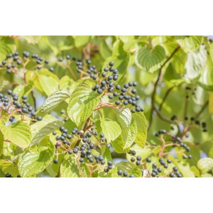 Nahaufnahme des Etagen-Hartriegels mit grünen Blättern und dunklen Beeren.