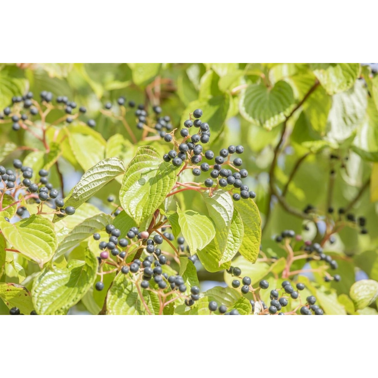 Cornus Controversa Etagen-Hartriegel 60–80 cm günstig online kaufen