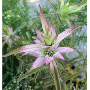 Nahaufnahme der punktierten Bergamotte (Monarda punctata), einer blühenden Staude mit rosa Blüten.