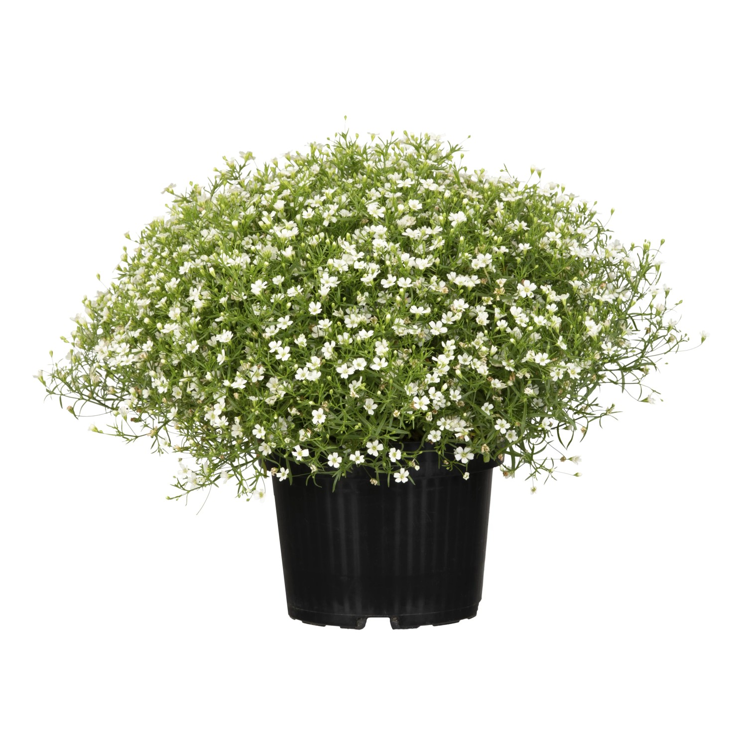 Büscheliges Gipskraut Weiß Topf-Ø ca. 13 cm Gypsophila fastigiata