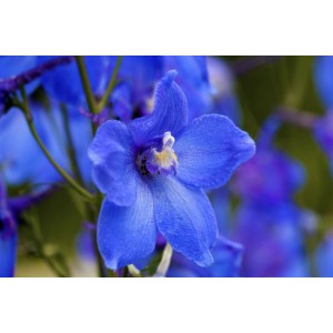 Nahaufnahme einer leuchtend blauen Delphinium Belladonna Piccolo Staude im Topf.