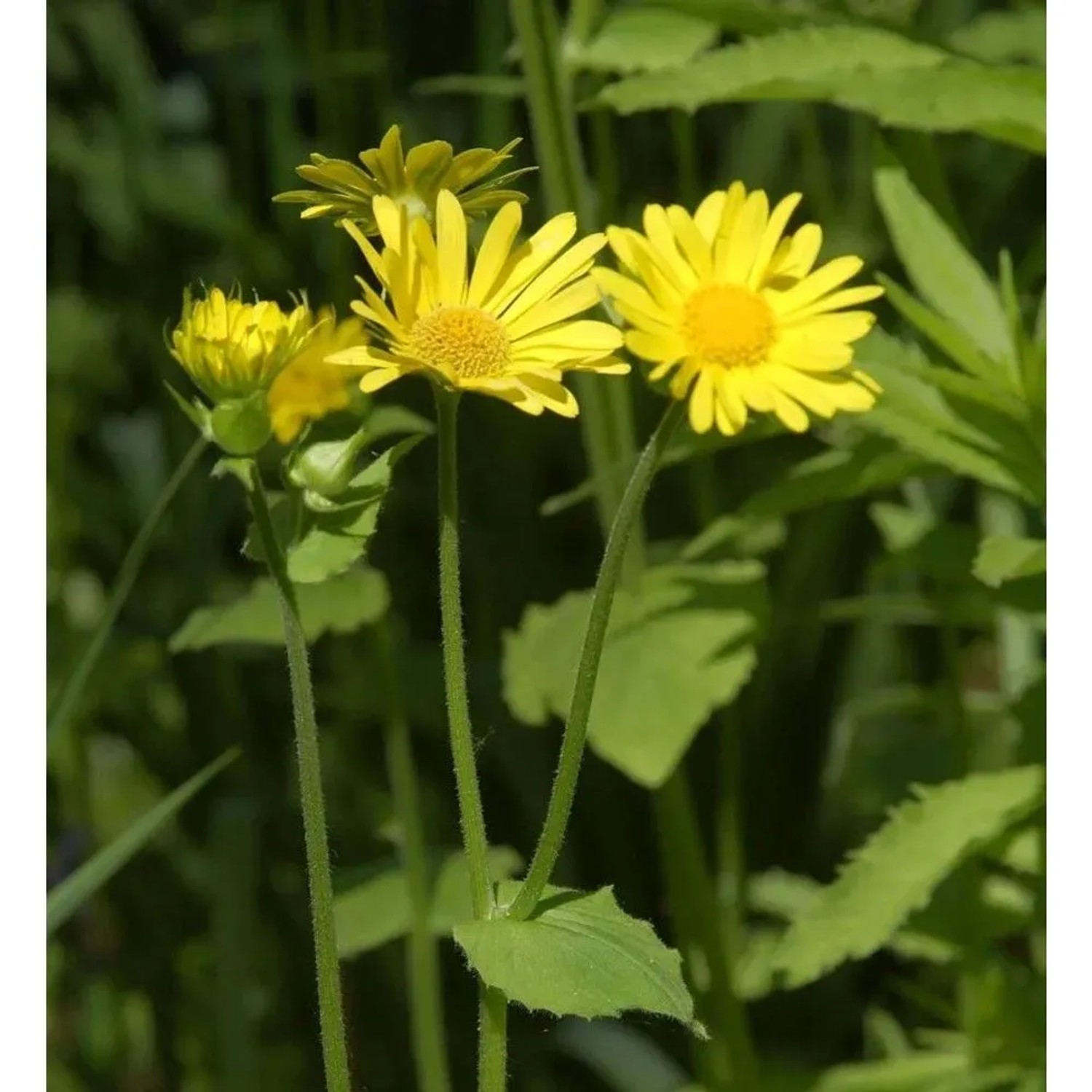 Strauß Gämswurz Goldstrauß - Doronicum pardalianches