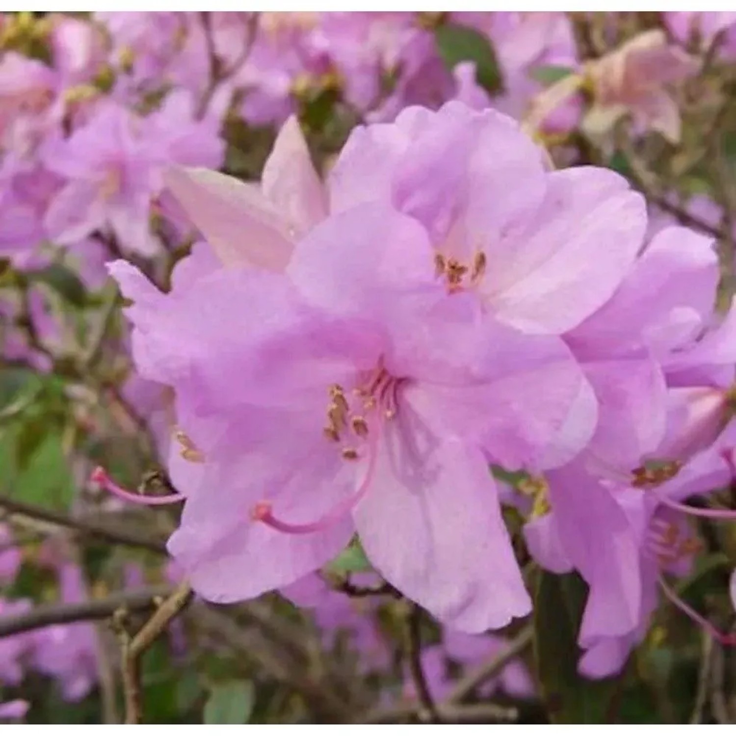Zwerg Alpenrose Robert Seleger 25-30cm - Rhododendron keleticum