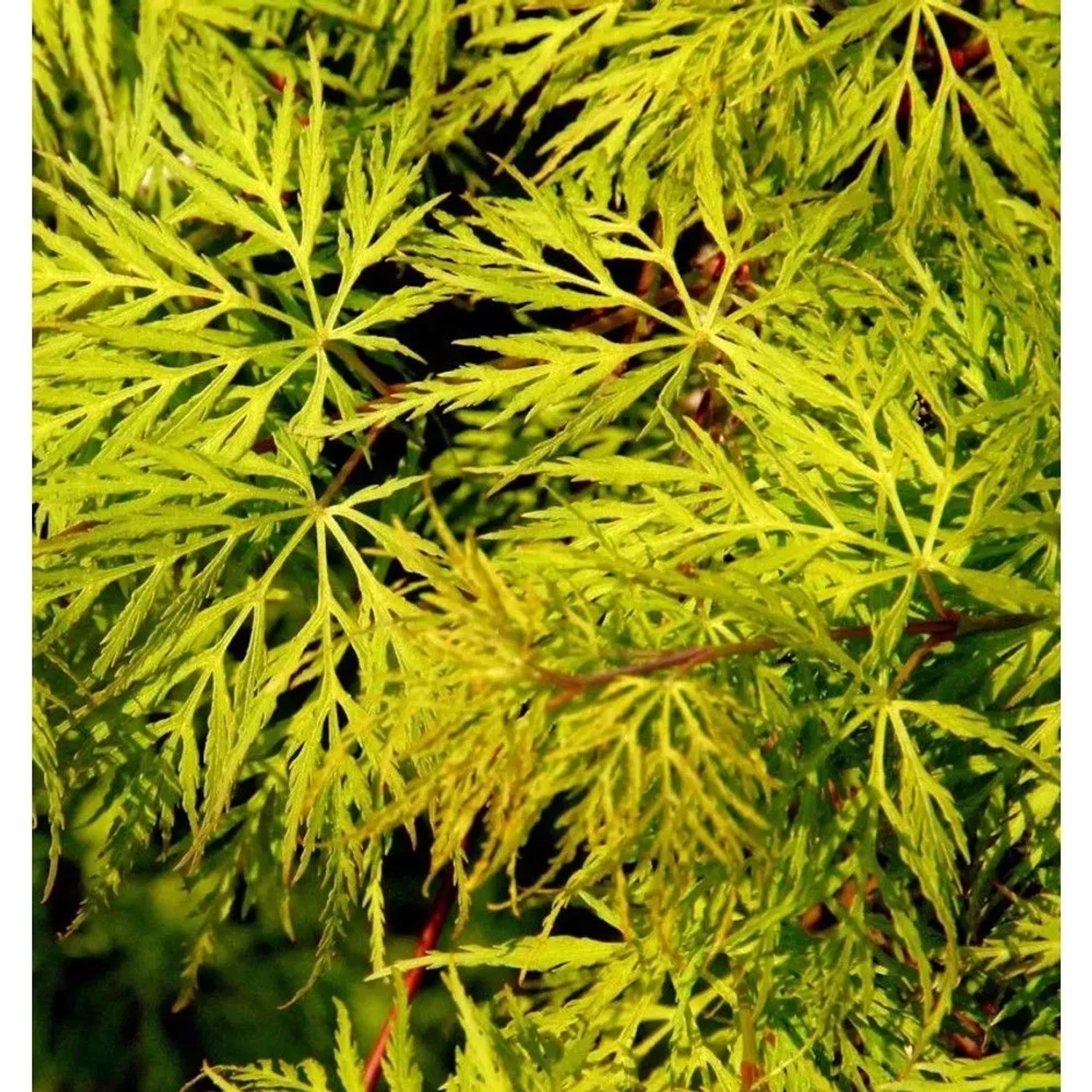 Schlitzfächerahorn Emerald Lace 80-100cm - Acer palmatum