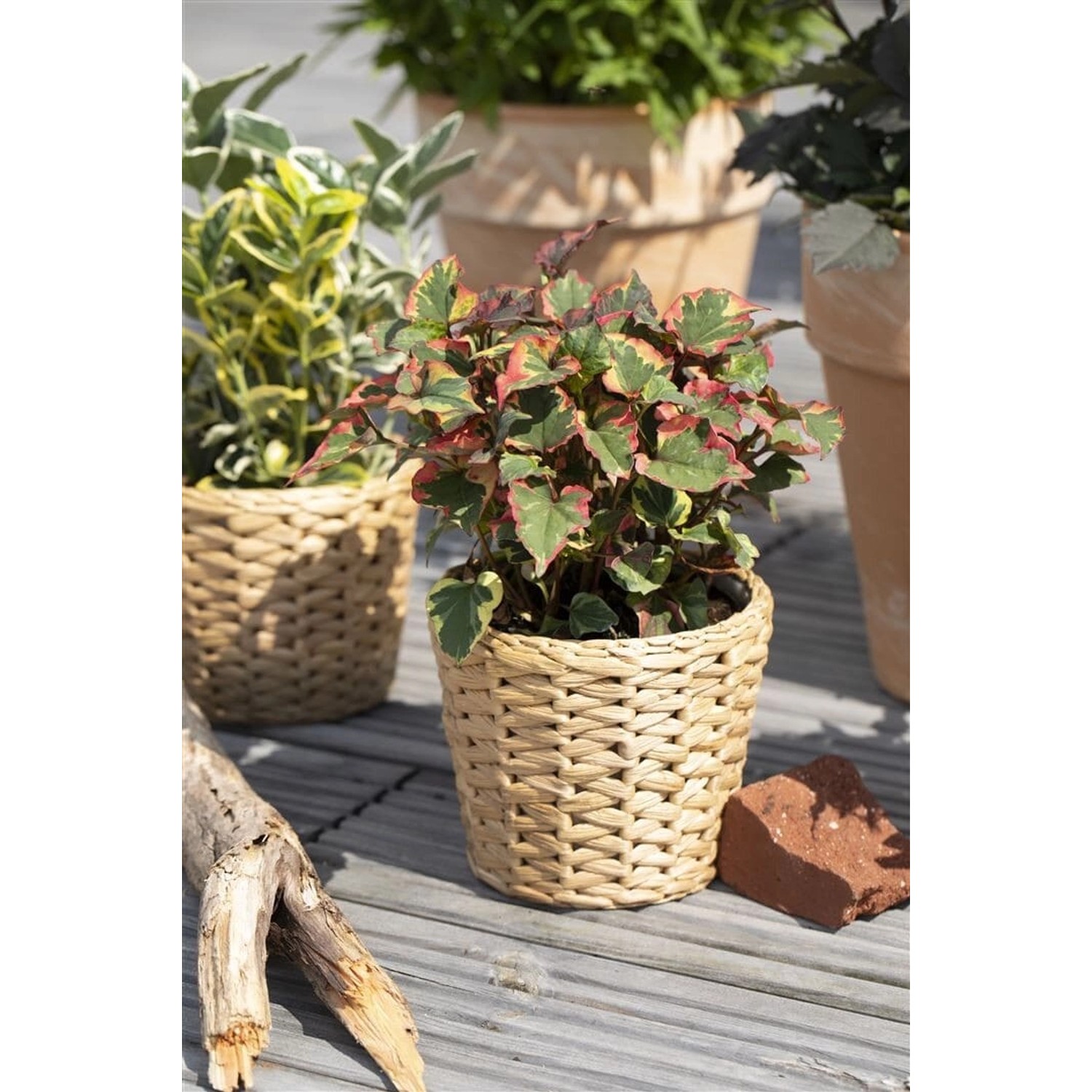 Houttuynia Cordata Chameleon Buntes Laub Ca. 9x9 cm Topf günstig online kaufen