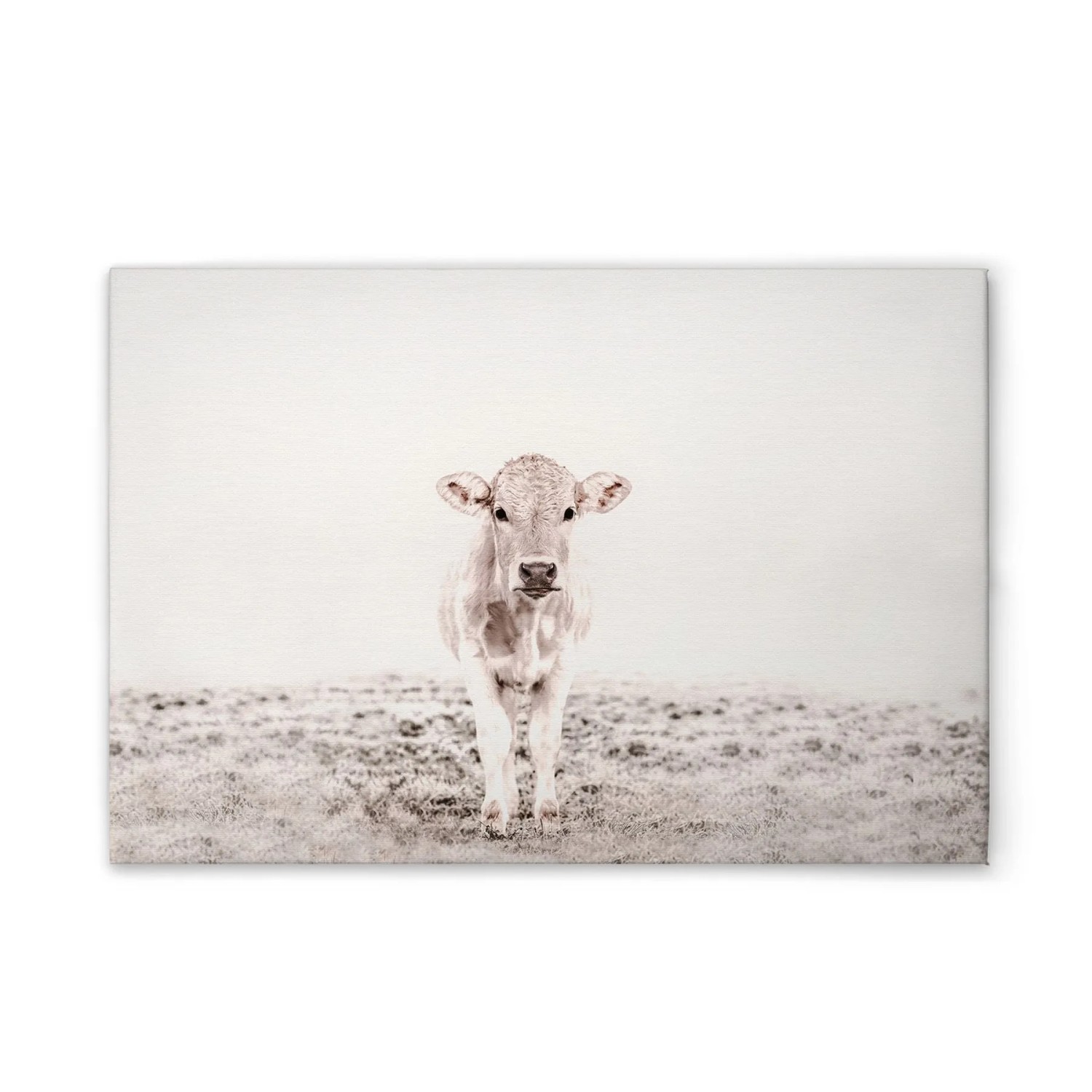 Tadessi Leinwandbild - M1-No.51154 - Tiere Kuh Beige Cerme - 90 x 60 cm - Querformat