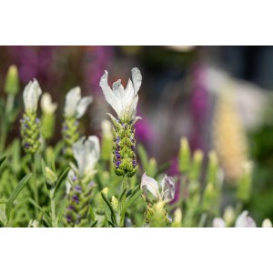 Nahaufnahme des weißen Schopflavendel Lavandula stoechas Anouk im Topf.