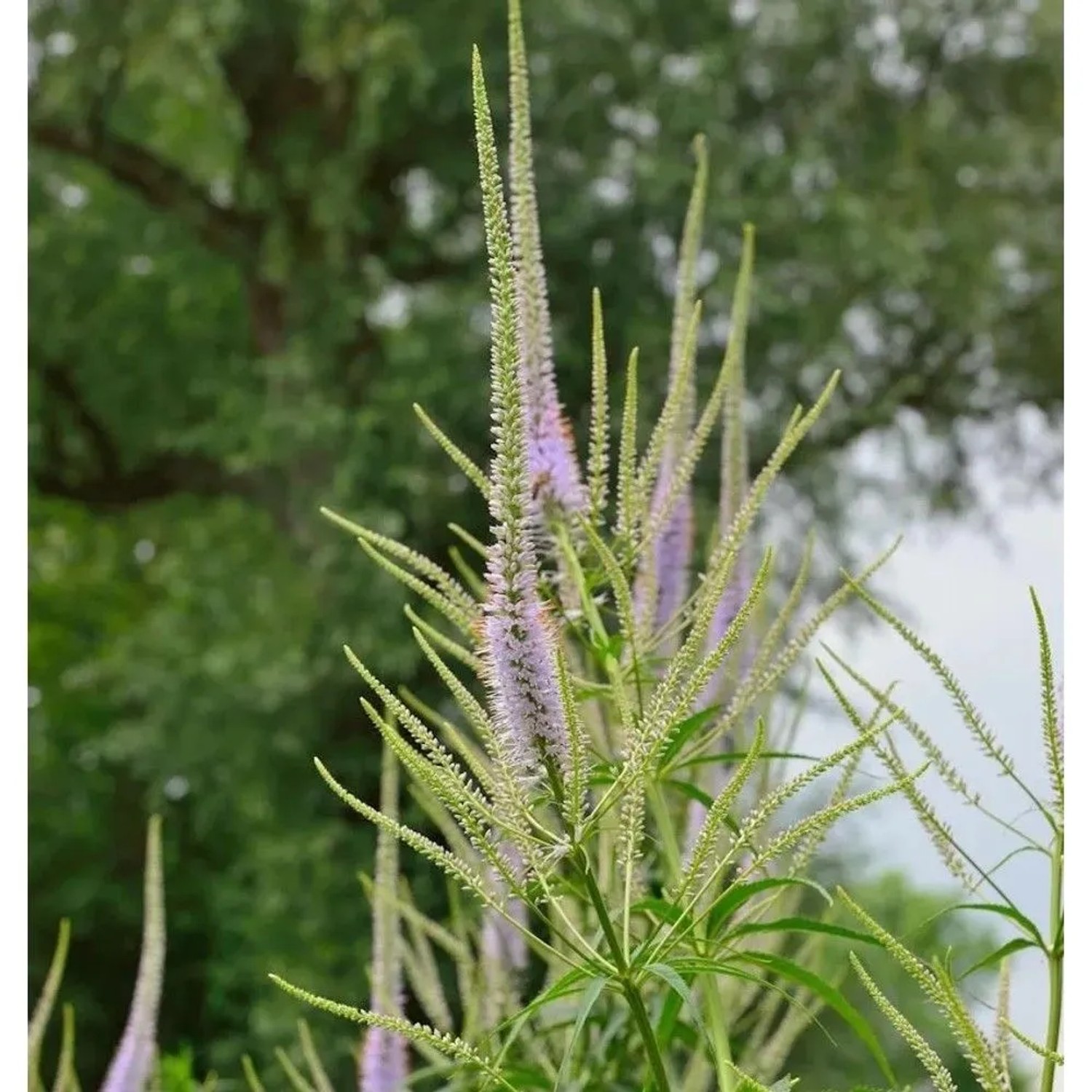 Virginischer Riesen Ehrenpreis Cupid - Veronicastrum virginicum