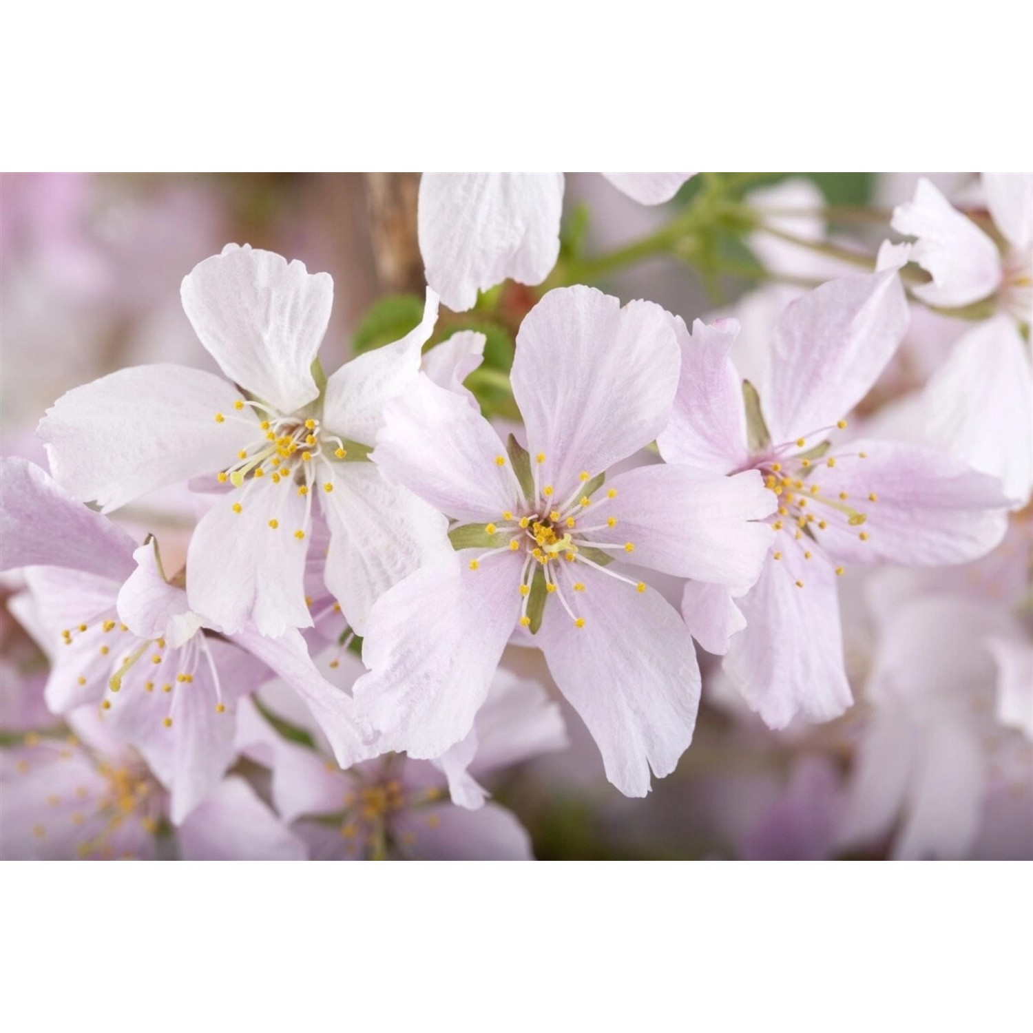 Prunus Kurilensis Brillant Zierkirsche Rosa Blüten 80 cm Stammhöhe günstig online kaufen