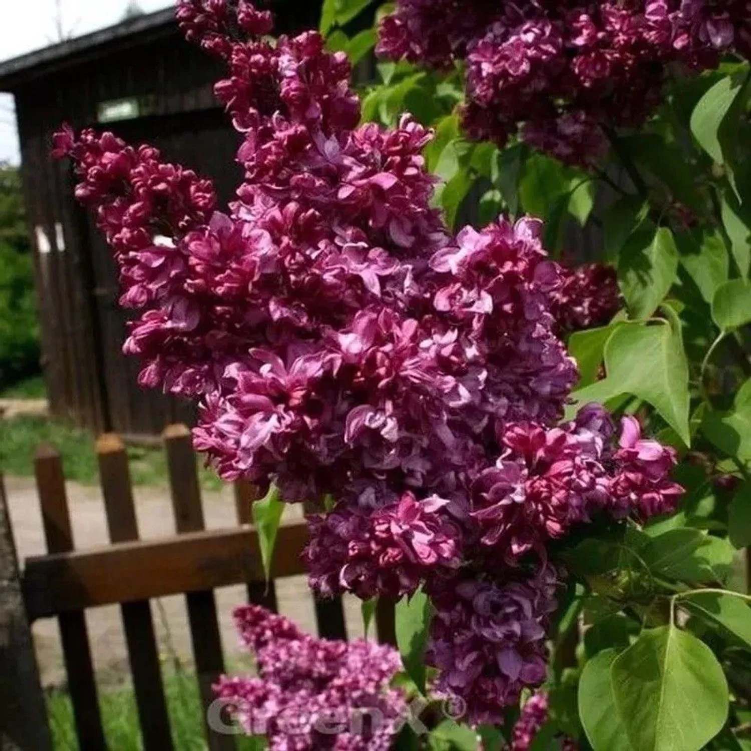 Kanadische Flieder Red Wine 40-60cm - Syringa prestoniae