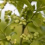 Detailaufnahme des Euonymus Planipes Spindelstrauchs mit grünen Blättern und Fruchtständen.