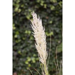 Silbrig-weißes Pampasgras (Cortaderia Selloana) im 12 cm Topf. Dekorative Gartenpflanze.