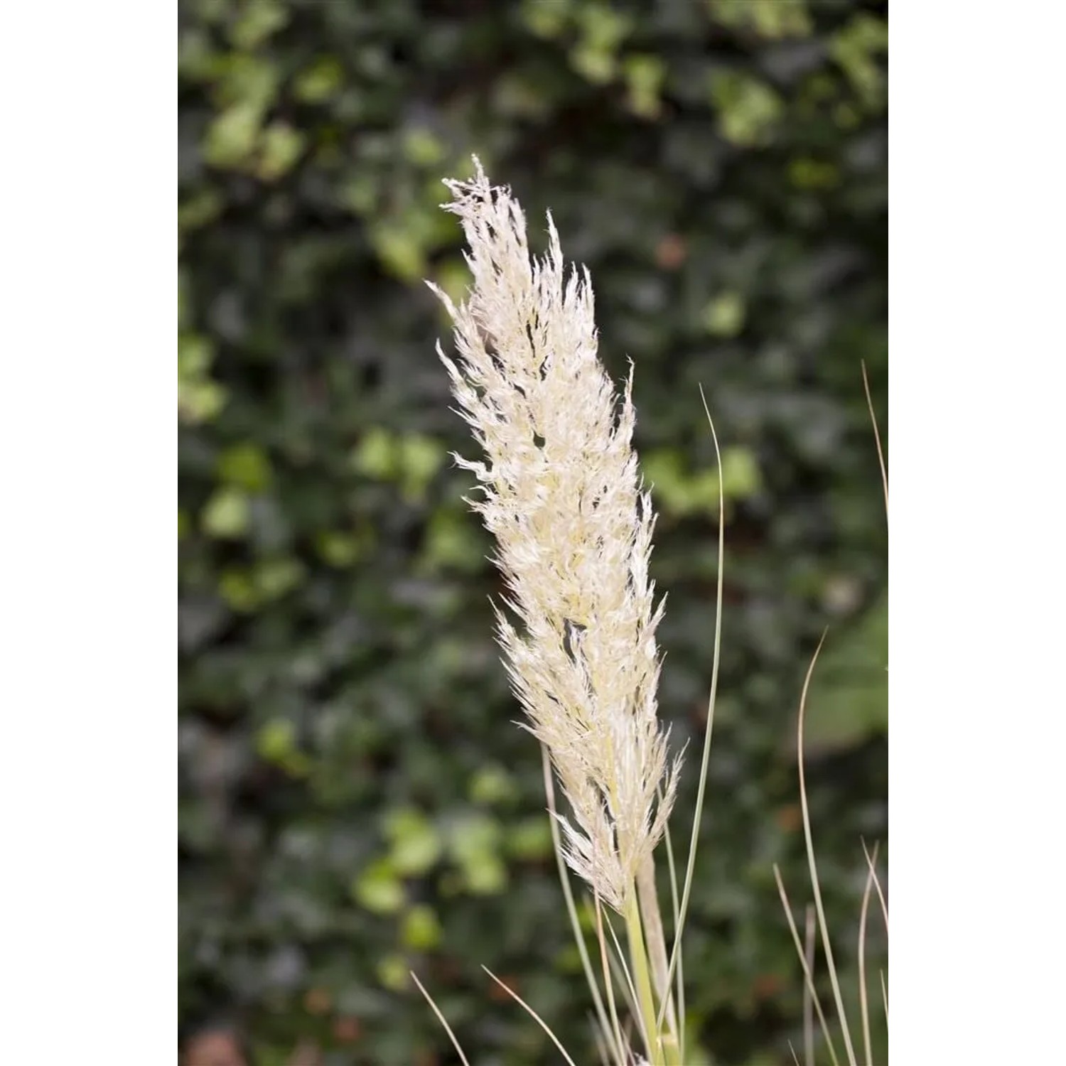 Pflanzen für dich Pampasgras Cortaderia Selloana Silbrig-Weiß 12 cm Topf kaufen bei OBI