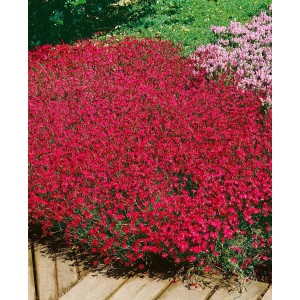 Leuchtend rote Heide-Nelke 'Brillant' (Dianthus deltoides) als Bodendecker im Garten.