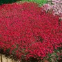 Leuchtend rote Heide-Nelke 'Brillant' (Dianthus deltoides) als Bodendecker im Garten.