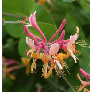 Nahaufnahme der Feuer-Geißschlinge (Lonicera heckrottii) mit pink-gelben Blüten.
