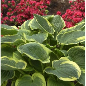 Funkie 'Autumn Frost' (Hosta) im Topf, grüne Blätter mit gelbem Rand.