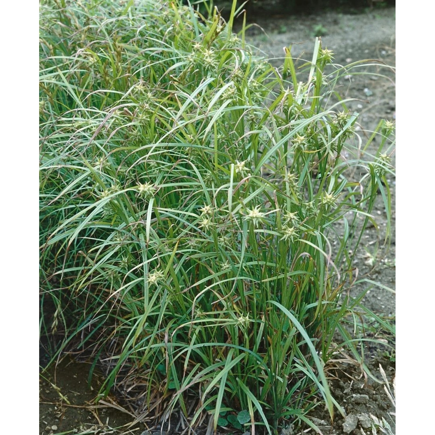 Carex Grayi Morgenstern-Segge Ca. 9x9 cm Topf günstig online kaufen