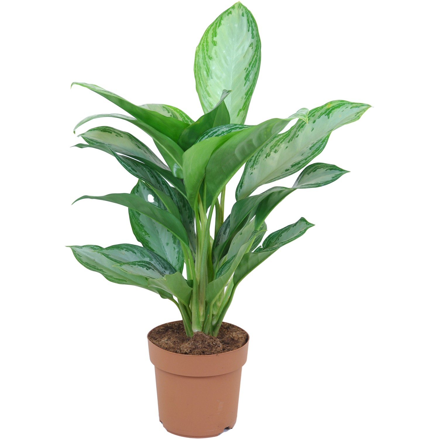 Kolbenfaden sortiert Höhe ca. 50 60 cm TopfØ ca. 17 cm Aglaonema