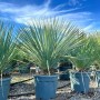 Sunny-Tree Mediterrane Yucca Rostrata Blue Blue Palmlilie Winterharte Pflanze bis -20°C Ideal für Garten & Terrasse_8