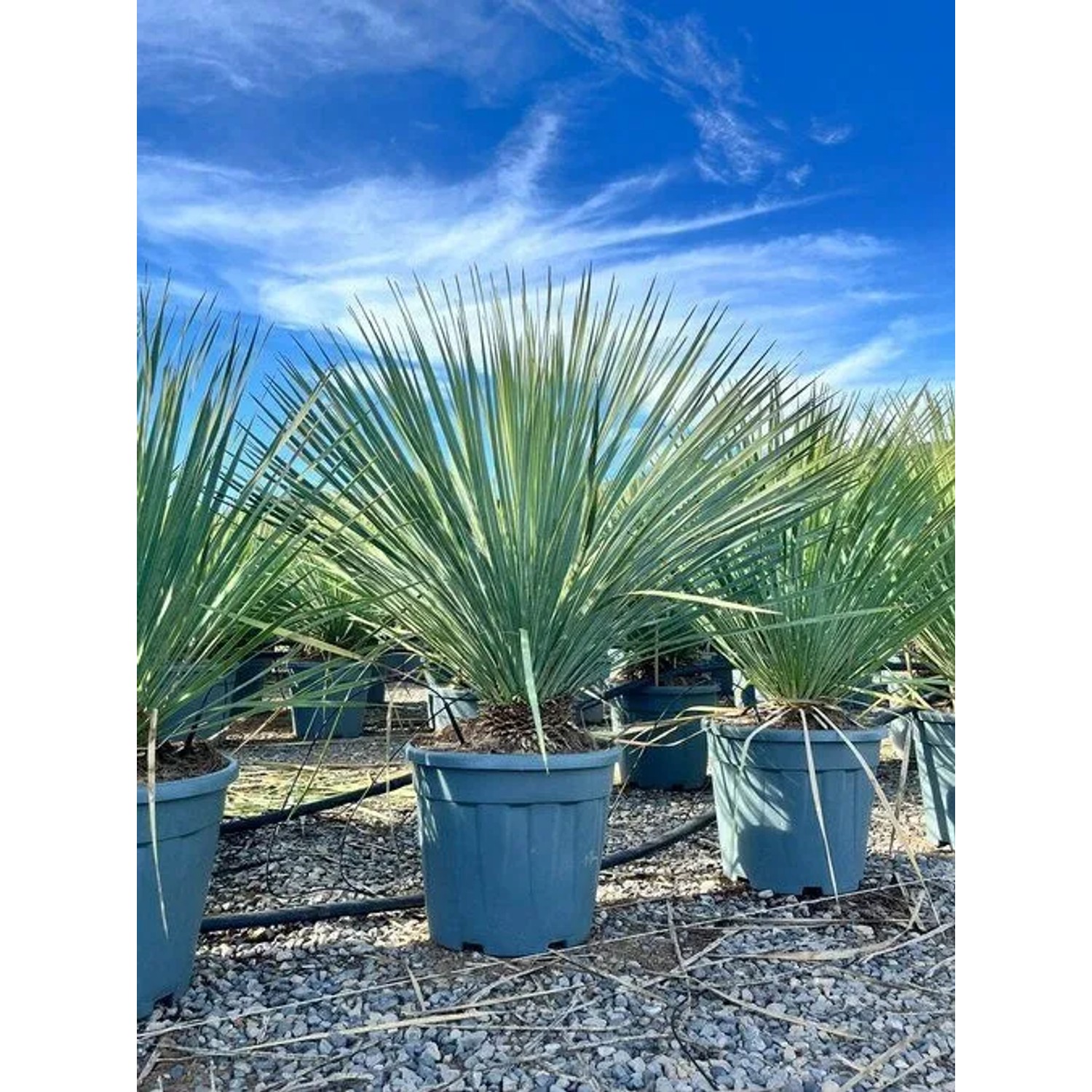 Sunny-Tree Mediterrane Yucca Rostrata Blue Blue Palmlilie Winterharte Pflanze bis -20°C Ideal für Garten & Terrasse_8