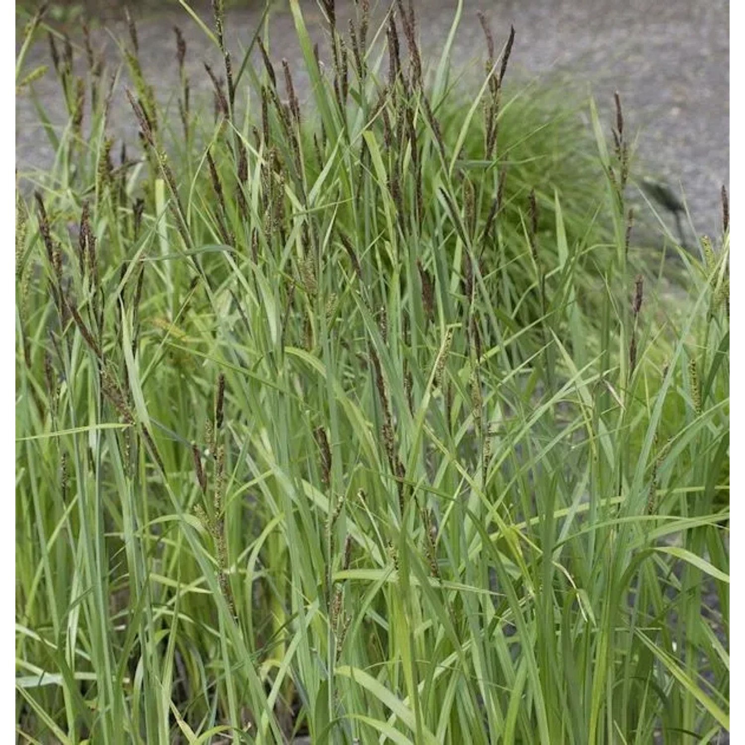 Sumpfsegge - Carex acutiformis