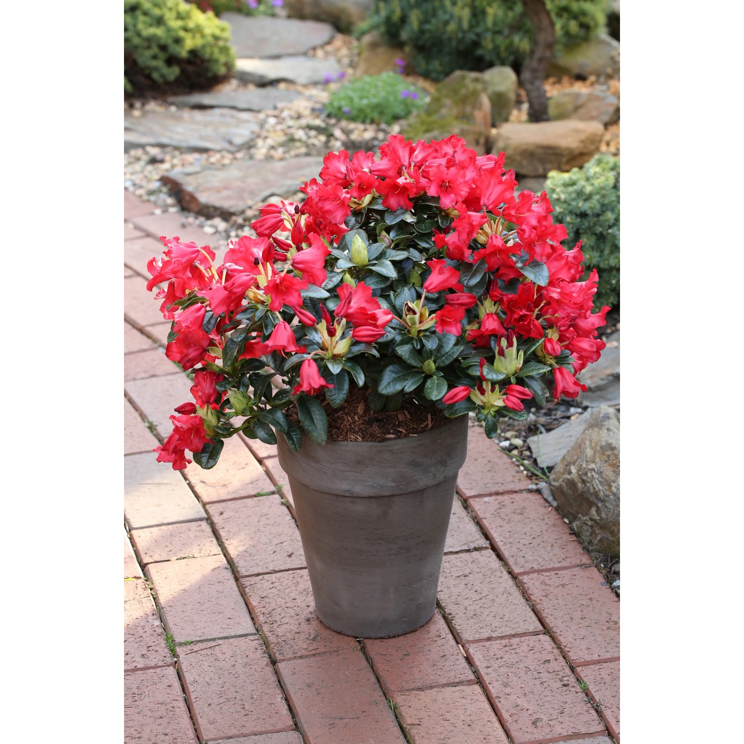 Zwergrhododendron "Bengal I" rot winterhart immergrn 20-30 cm 4,6 l Topf  kaufen bei OBI