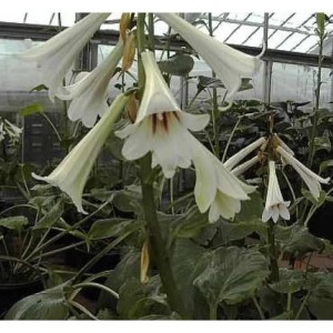 Riesen Lilie - Cardiocrinum giganteum