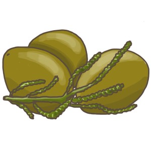 Blu Bio-Olivenkraut (Santolina) im Topf, ideal für mediterrane Küche.