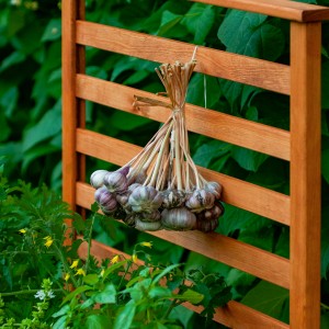 Dobar Rankgitter Magic Kubus 2.0 in Bernstein mit Knoblauch im Garten.