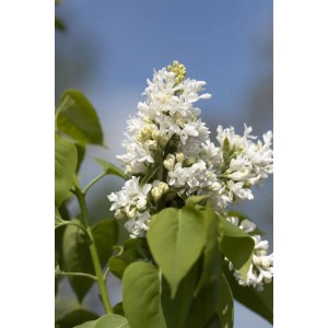 Nahaufnahme des weißen Flieder Mme Lemoine (Syringa vulgaris) mit grünen Blättern.