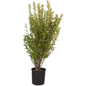 Goldlinguster "Aureum" Höhe ca. 80 cm Topf ca. 12 l Ligustrum ovalifolium