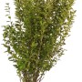 Goldlinguster "Aureum" Höhe ca. 80 cm Topf ca. 12 l Ligustrum ovalifolium