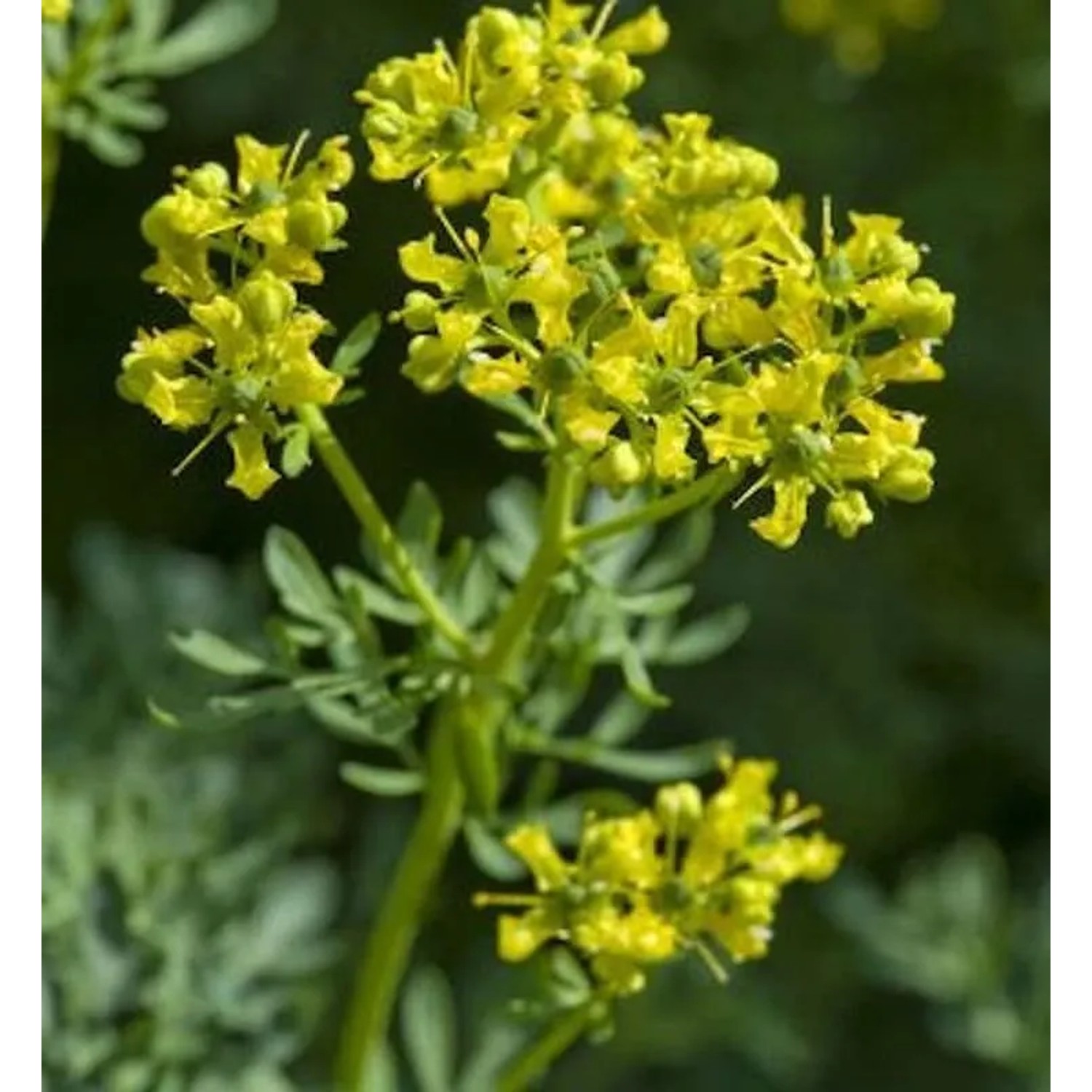 Weinraute - Ruta graveolens