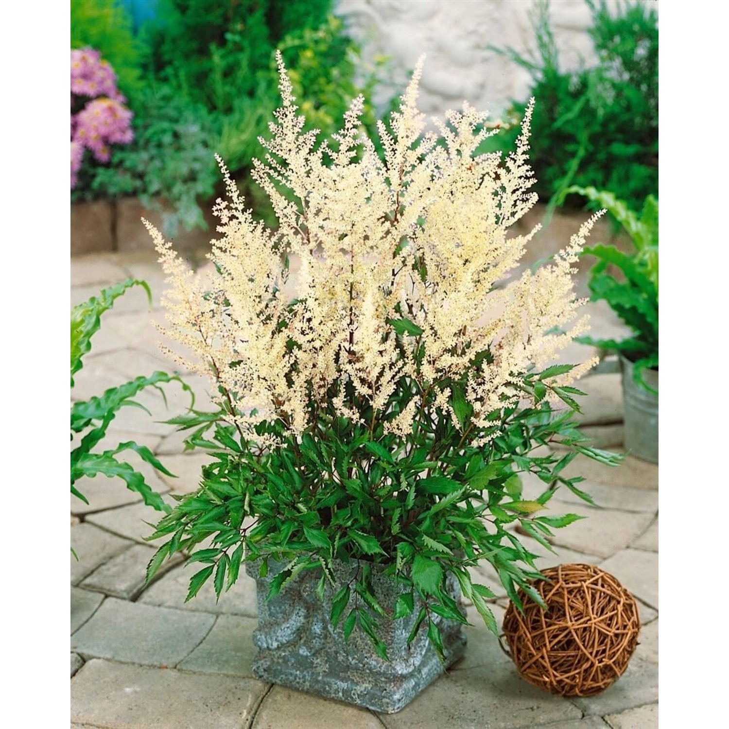 Astilbe X Cult. Rock And Roll R Prachtspiere Ca. 11x11 cm Topf günstig online kaufen