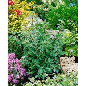 Ilex crenata 'Caroline Upright' Heckenpflanze, 15-20 cm, im Gartenbeet mit grünen Blättern.