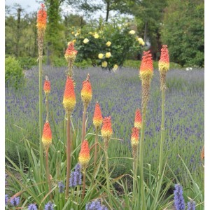 Fackellilien (Kniphofia caulescens) mit rot-gelben Blütenständen im Gartenbeet.