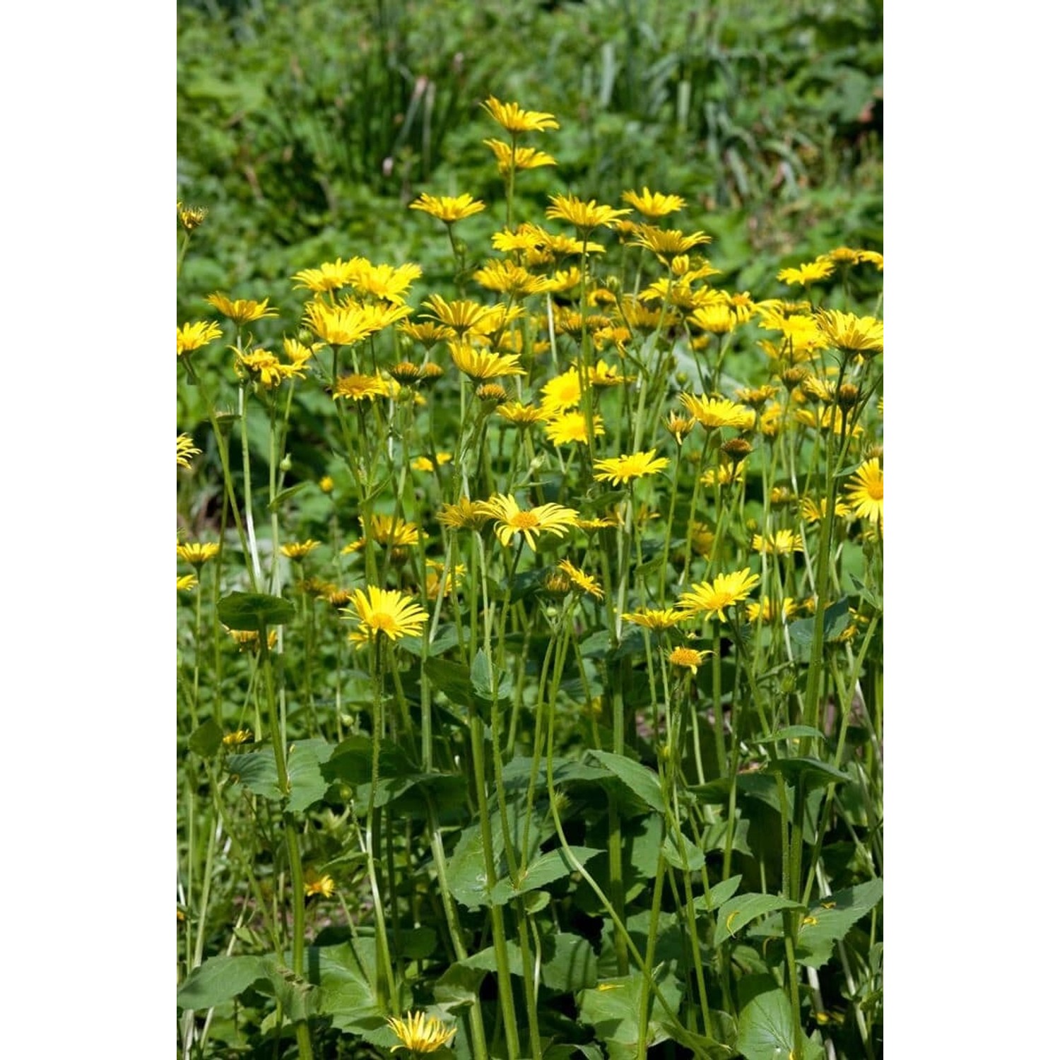 Doronicum Pardalianches Goldstrauß Gemswurz Ca. 9x9 cm Topf günstig online kaufen
