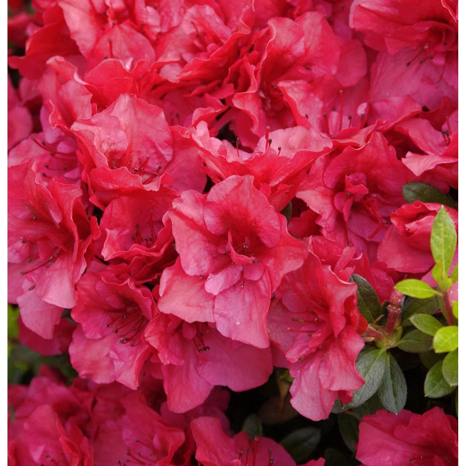 Rhododendron Kaminduft 70-80cm - Rhododendron viscosum günstig online kaufen