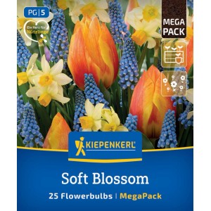 Kiepenkerl Soft Blossom Blumenzwiebel Mega Pack. Bunte Mischung aus orange-gelben Tulpen, weißen Narzissen und blauen Traubenhyazinthen.