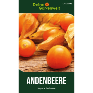 Reife orange Andenbeeren (Kapstachelbeeren) auf Holz, teils in Hülle. Samen für Physalis Gemüsepflanzen.