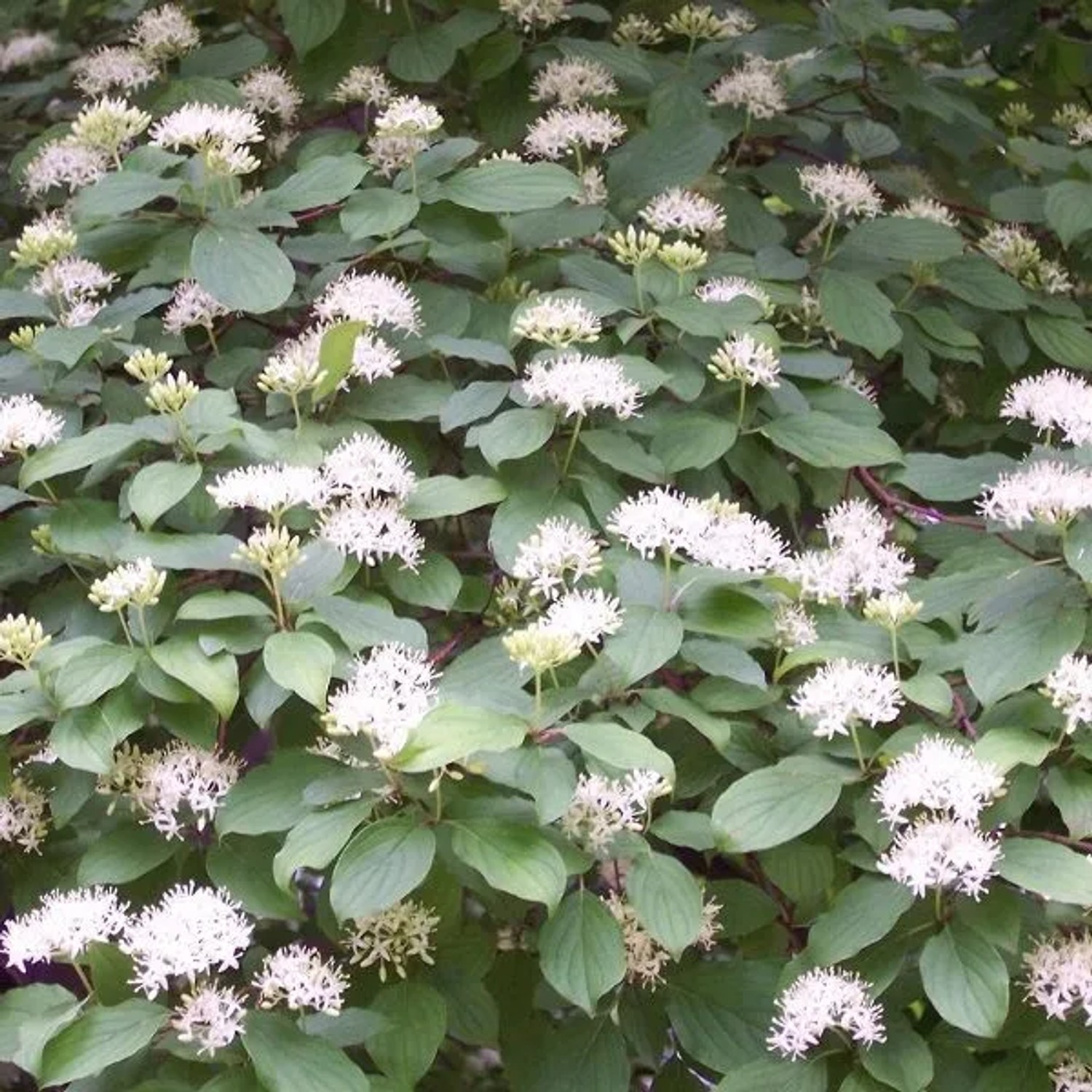 Roter Hartriegel Cornus sanguinea 60 bis 80 cm im Container Rote Beeren