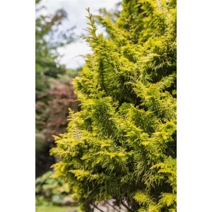 Goldgelbe Chamaecyparis Obtusa Tetragona Aurea, 60 cm Stammhöhe, im Garten.