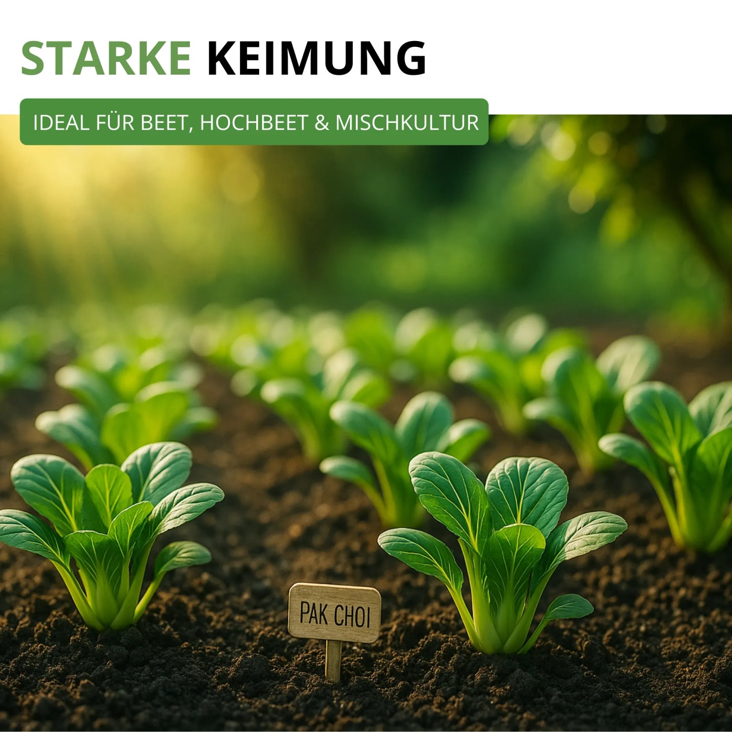 Junge Pak Choi Blattgemüse Pflanzen in Reihen im Gartenboden mit Schild. Kräftige Keimung, ideal für Beet & Hochbeet.