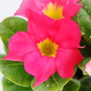 Exotenherz Dipladenia 'Chilenischer Jasmin', rosa Blüten im 10cm Topf (3er Set).