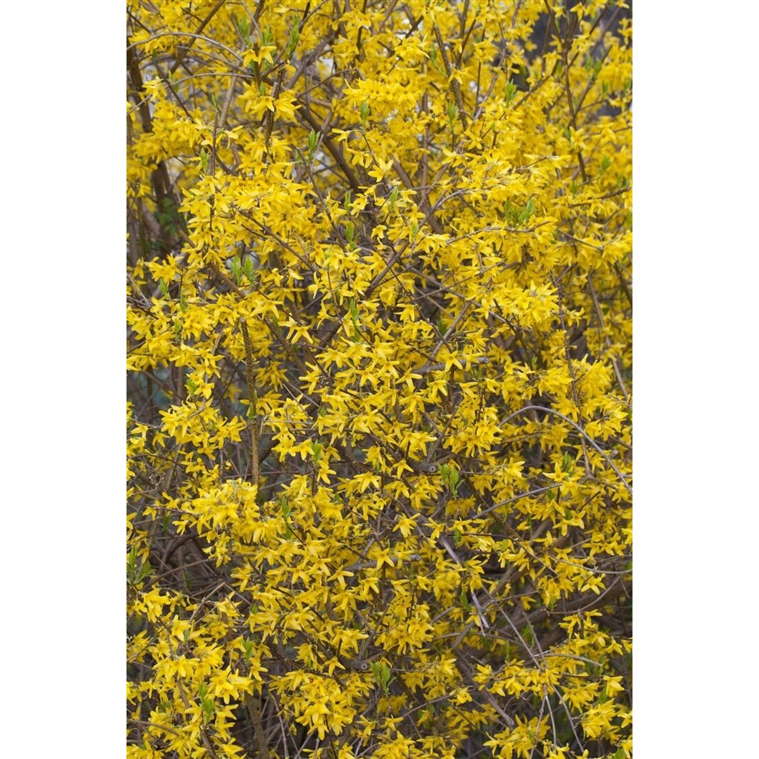 Forsythia Minigold Goldglöckchen Leuchtend Gelb 60–80 cm günstig online kaufen